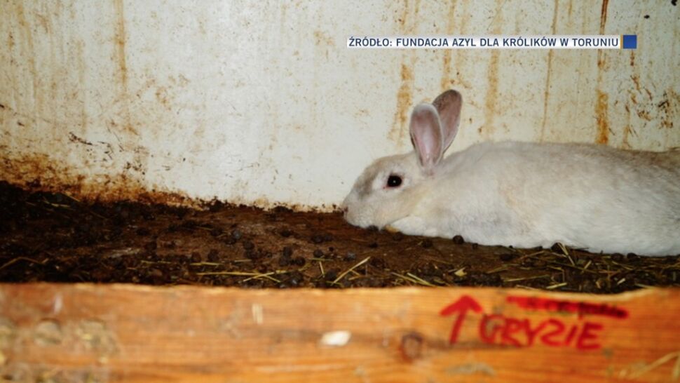 Ponad 120 królików odebranych z gospodarstwa agroturystycznego. Zwierzęta były traktowane jak zabawki