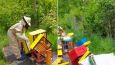 Ktoś zniszczył pasiekę w Pszczółkach. Właściciele szacują straty na około 30 tysięcy złotych